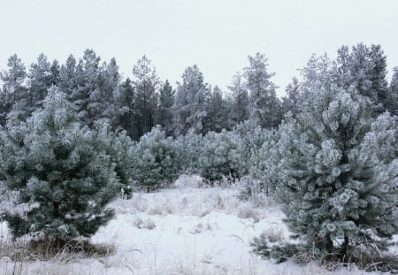 Frost passed through here - winter, snow, pine, frost, forest, tree