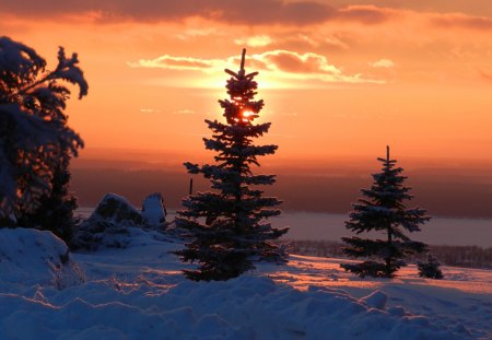 Winter Sunset - sky, trees, snow, sun, colors