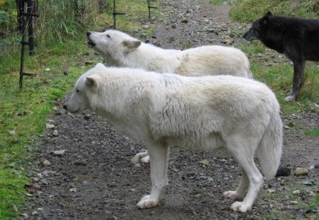 Black and White - wolfpark, predator, wolf, wolves