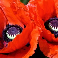 Poppies