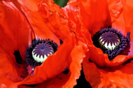 Poppies - nature, purple, red, beautiful, black, poppy, flower, spring