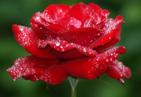 Wet rose - morning, beauty, wet, rose, dew, nature, red, green, drops, flower