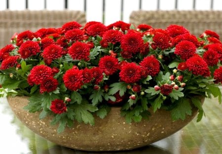 chrysanthemums - flowers, chrysanthemums, bud, red