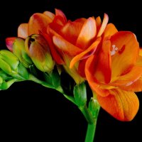 Freesia