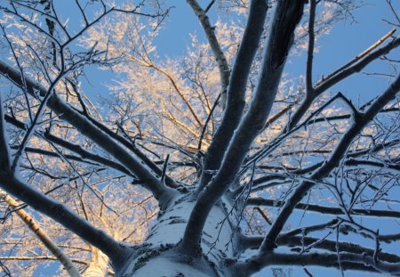 Tree - wood, nice, nature, hot, good, hood, tree