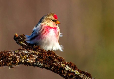 CUTE BIRDIE - bird, cute, spring, adorable