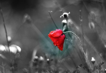 * - abstract, poppy, wp, photography, beauty, flower, individually, nature, red, bw, duotone