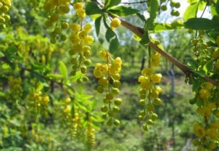 Yellow wisteria - wisteria, yellow, may, tree, spring