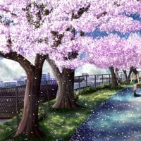 Cherry Blossom Path