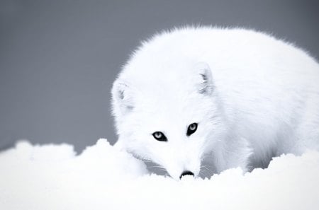 winter fox - wp, winter, fox, cute, bw, eyes, snow