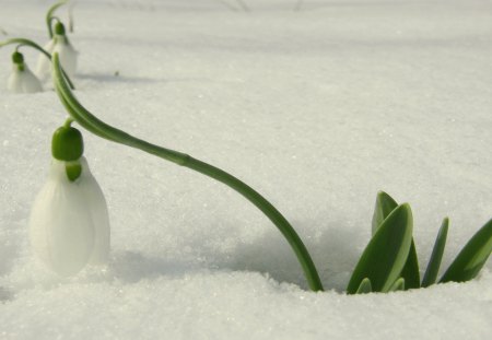 Spring is near - white, snowdrops, spring, nature, snow