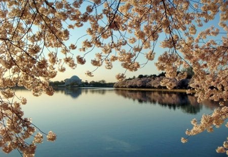 Spring at the lake - still, lake, blue, water, blossom, spring