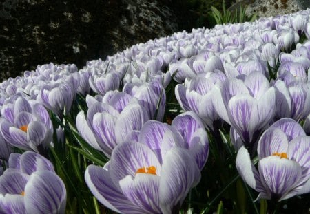 Spring forever - hill, crocus, lot, wave, spring