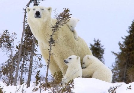 Triplets - white, love, cubs, snow, mother, polar bears