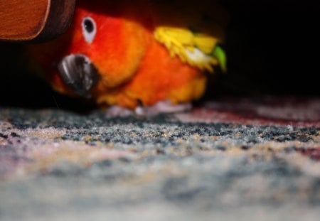 Playing hide and seek - pet, home, bird, parrot