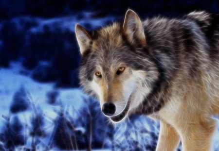 Actic Wolf - animal, wolf, outside, wild