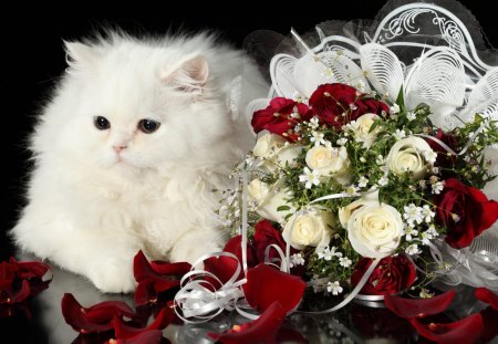 â™¥â™¥â™¥  Beautiful white cat and roses  â™¥â™¥â™¥ - animal, rose, animals, beauty, bouquet, cat, cats, roses, kitten, nature