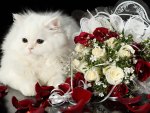 â™¥â™¥â™¥  Beautiful white cat and roses  â™¥â™¥â™¥