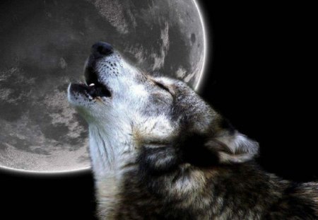 Full Moon - dogs, wolf, animals, full moon