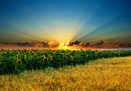 beautiful landscape - clouds, grass, flower, sun