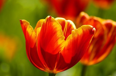 ~Fiery Tulips~ - yellow, spring, green stems, lovely, petals, flowers, tulips, nature, red, seasons