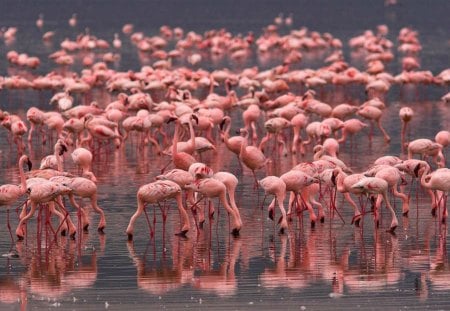 Flamingo gathering - bird, pink, water, reflection, zoo, flamingo