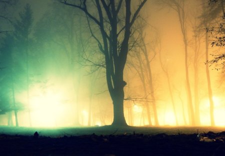 Night Lights - night, tree, naure, lights