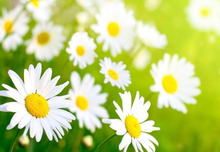 ~Spring Chamomilles~ - daisies, flowers, nature, Chamomilles, spring, seasons, petals, green grass