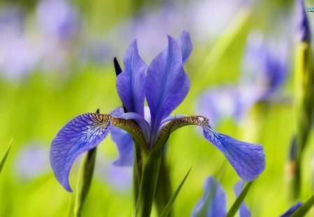 ~The Iris~ - purple, iris, unique, petals, beautiful, flowers, field, spring