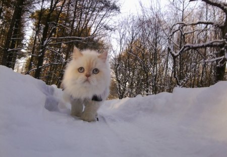 Carisma the Icecat - winter, carisma, forest, cat