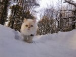 Carisma the Icecat