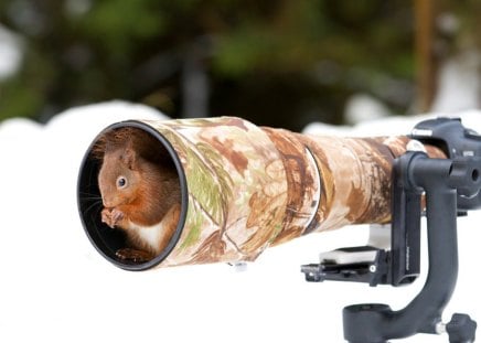 Squirrels - squirrels, camera, winter, photo, snow