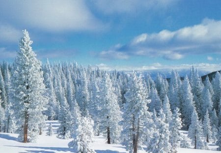 Winter pines - forest, cold, snow, winter, pine trees