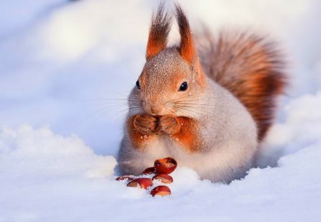 Cold storage - winter, nuts, eating, snow, squirrel