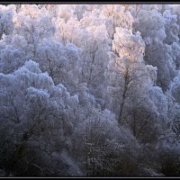 January canopy