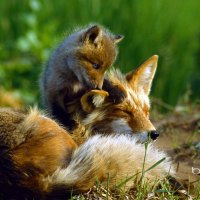 Fox