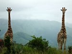 Giraffee