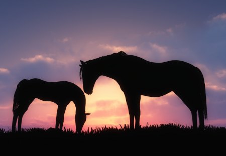 Horse - nature, free, horse, wild, animal