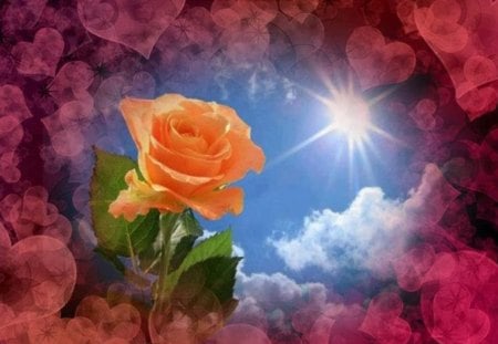 Orange Rose - clouds, pink hearts, delicate, orange roses, sunshine, green leaves