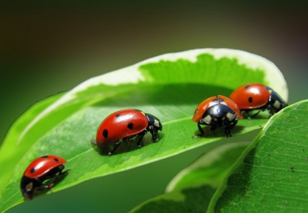 *** Ladybug *** - green, ladybug, bugs, leaf, bug, animals