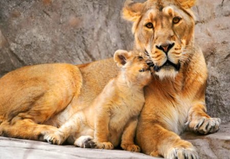 Luv u Mom - lioness, cub, love, Mother, cat