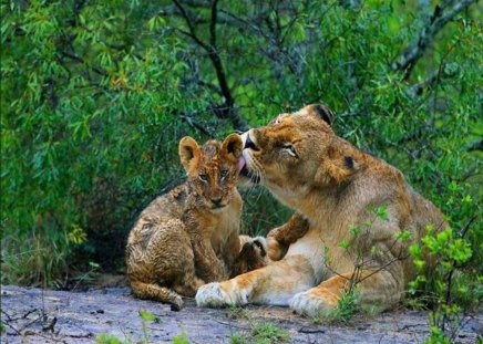 Gentle touch - lioness, cub, cats, tenderness, wild, love