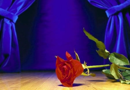 Red Rose - alone, red rose with green leaves, blue curtains, earth