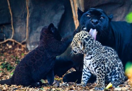 Morning wash - black, spotted, cubs, wash, Mother