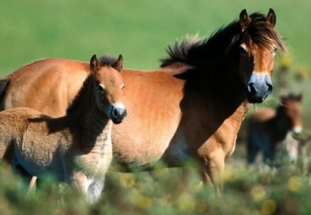 Wild ponies - free, black, horses, ponies, brown, foals, wild