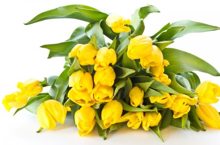 *** Yellow tulips *** - nature, yellow, tulips, flowers, flower