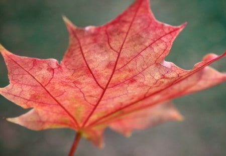 *** Beautiful red leaf *** - red, fall, wallpaper, softness, leaves, abstract, hd, maple, photography, leaf, macro, nature, autumn