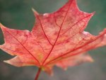 *** Beautiful red leaf ***