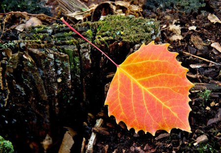 *** Autumn leaf *** - leaf, nature, colorful, autumn