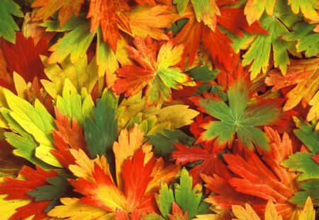 *** A kaleidoscope of autumn colors *** - leaves, colorful, autumn, kaleidoscope